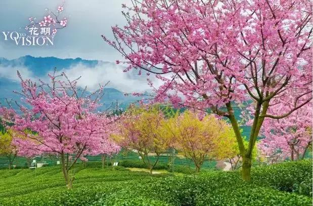 国内2月最美旅行地大推荐,风景线一路美到底(内附游玩线路)!