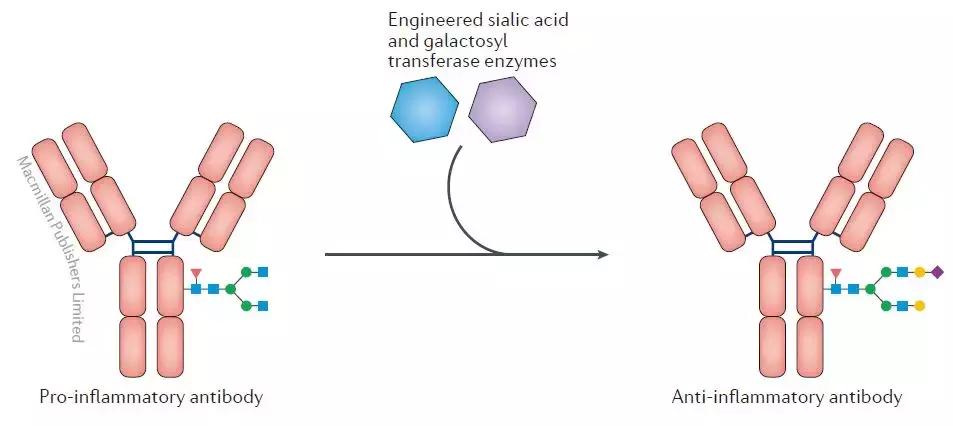 自身免疫性疾病——糖工程未来新方向？