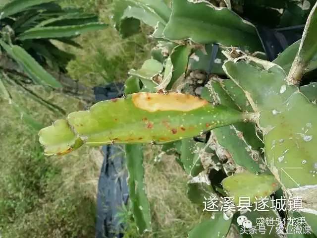 火龙果高温日灼防治经验,火龙果防霜冻