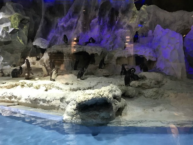 两天一晚珠海长隆旅游攻略,珠海长隆旅行一日游需要准备什么