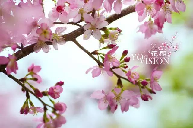 国内2月最美旅行地大推荐,风景线一路美到底(内附游玩线路)!