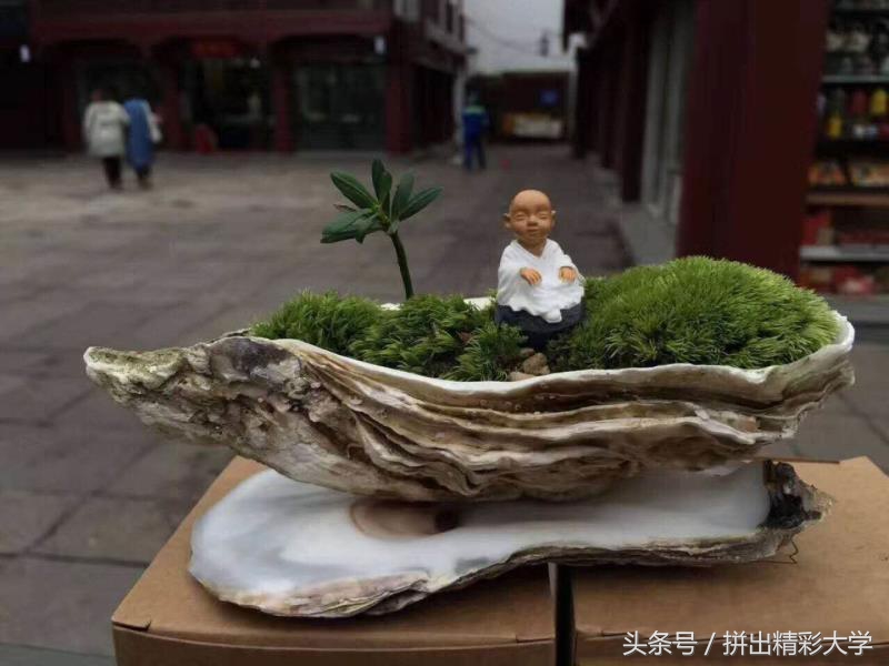 漂亮的贝壳的饰品,贝壳美丽饰品