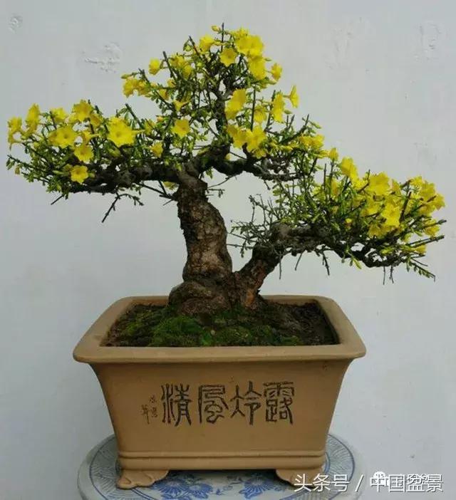 经典盆景欣赏,欣赏盆景感悟怎么写