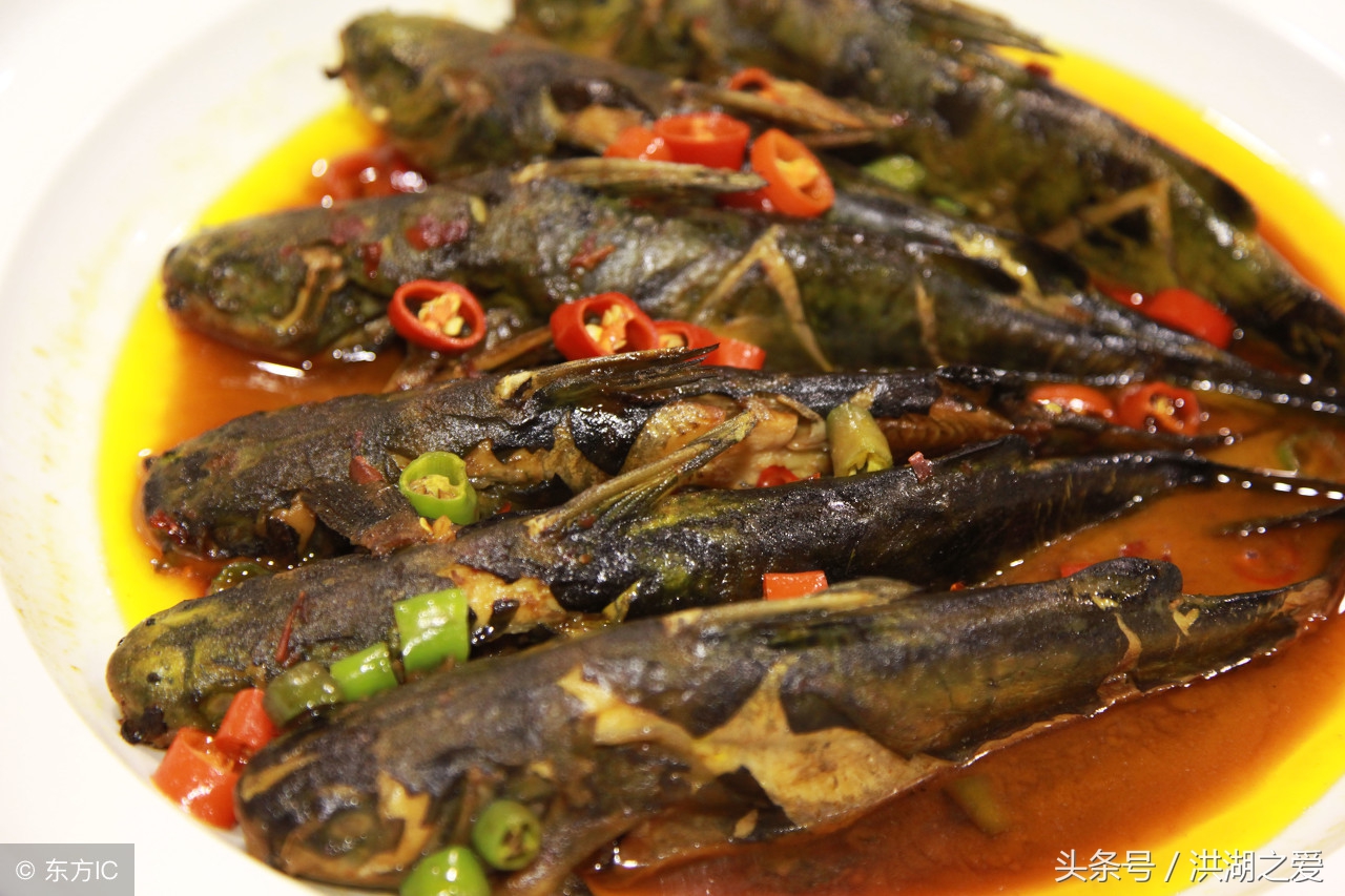 家养的鮰鱼是什么样的,鮰鱼的生活习性