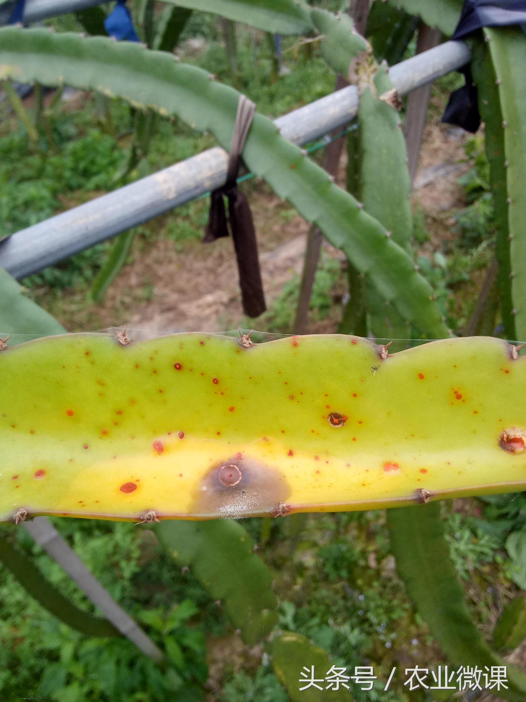 火龙果高温日灼防治经验,火龙果防霜冻