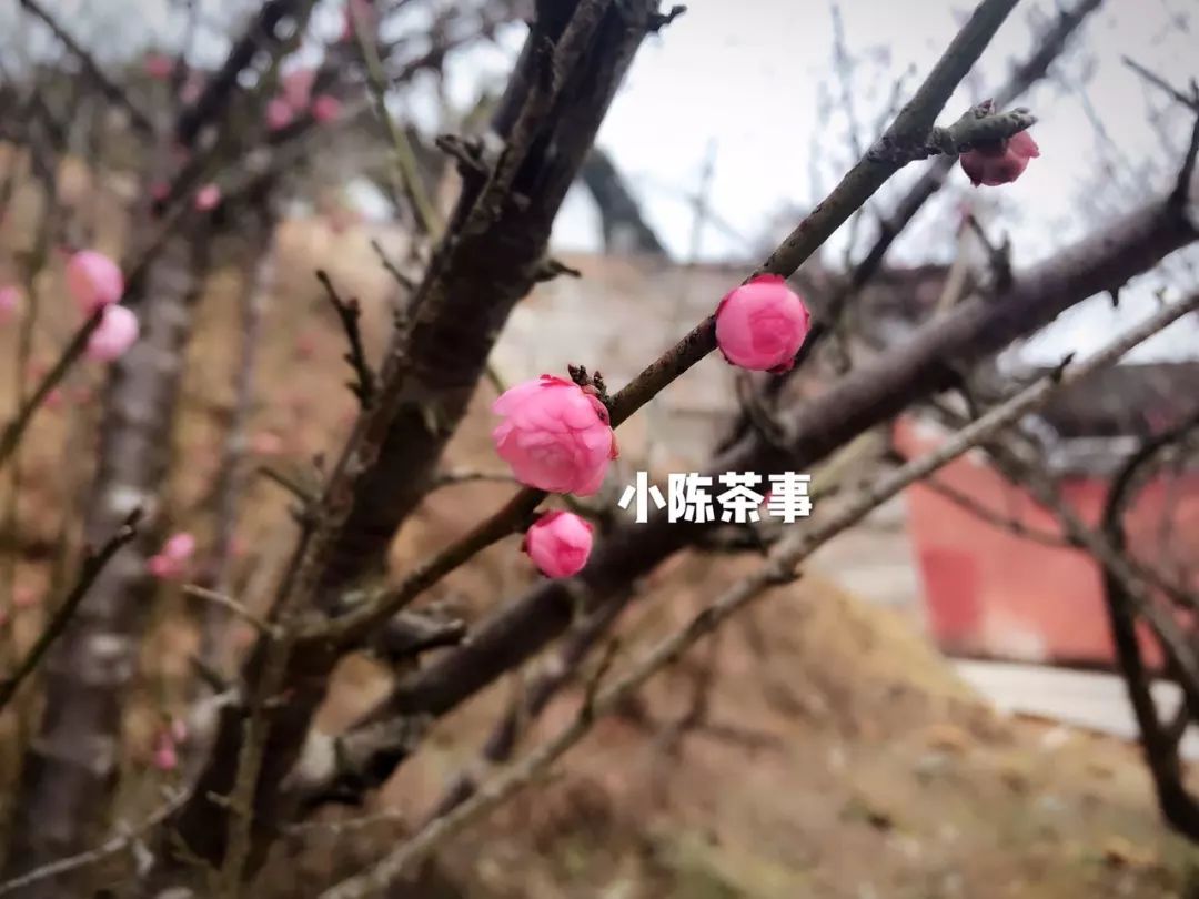 春节期间买茶,春节买茶