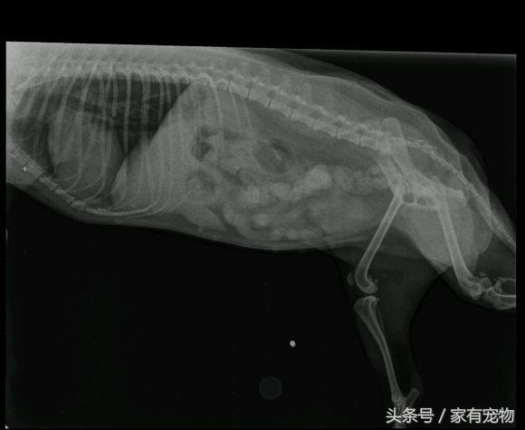 狗狗后腿无力伴有哀嚎,狗狗髌骨移位会自行恢复么