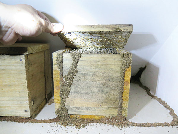 白蚁防治是怎么搞的,快速白蚁防治的有效方法