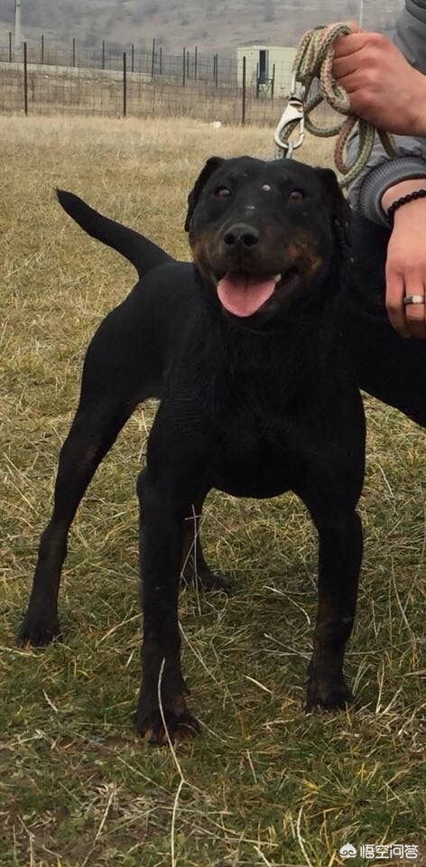 打猎的狗,有哪些品种值得推荐?