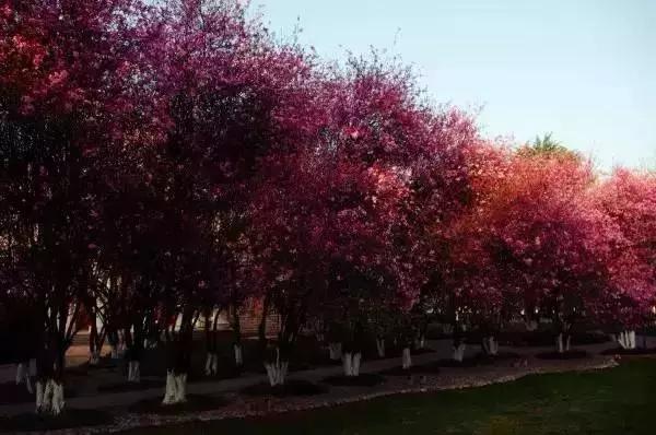 我在云南大学普普通通的一天,云南大学一年四季