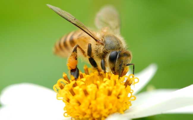 被蜜蜂蛰了怎么办看不到毒针,被蜜蜂蛰了怎么办不知道是什么蜂