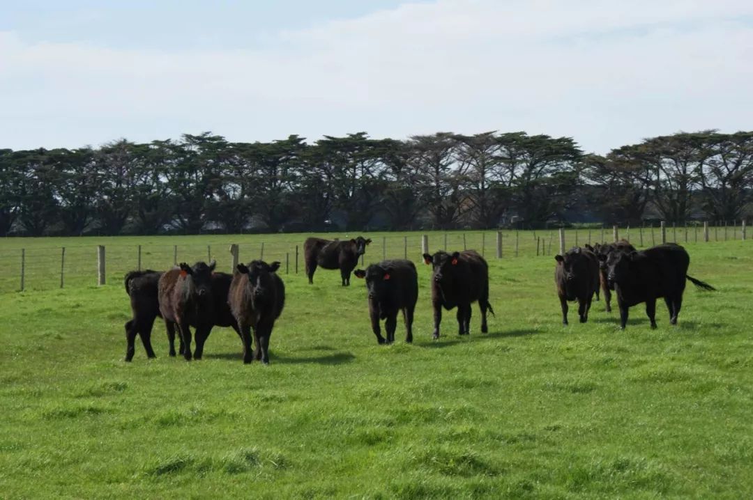 快鱼吃慢鱼大鱼吃小鱼法则,快鱼吃慢鱼下一句