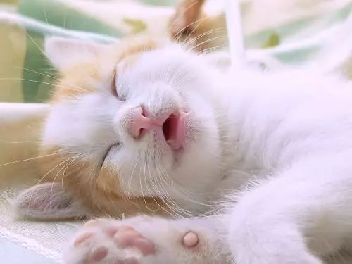 给猫买什么猫粮比较好,给猫最好买什么猫粮