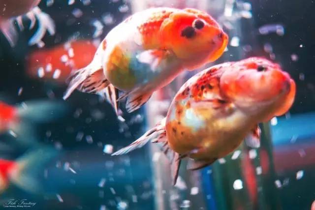 广州最值得一日游的地方,广州一日游攻略自由行线路推荐图