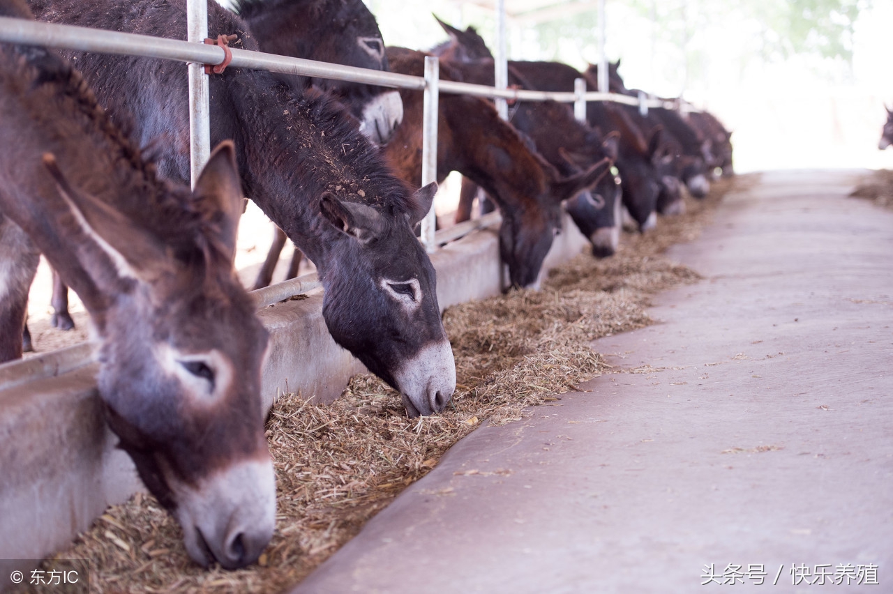 养驴的三大要点,养驴的基本知识