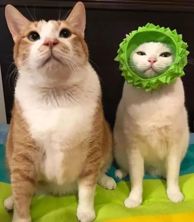 胖猫特别爱美，敷面膜的时候就像是一个小贵妇