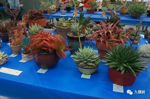 多肉万象最贵的品种,玉露多肉最贵多少钱一棵