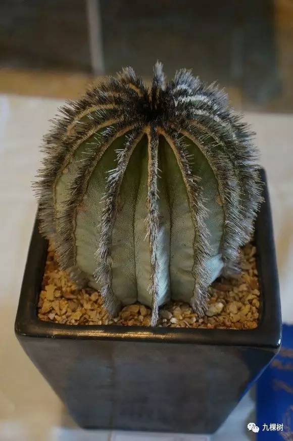 多肉万象最贵的品种,玉露多肉最贵多少钱一棵