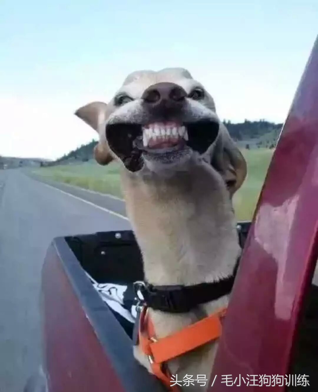 带着狗狗出去玩回来后一直大喘气,带狗狗野游狗狗感觉到危险