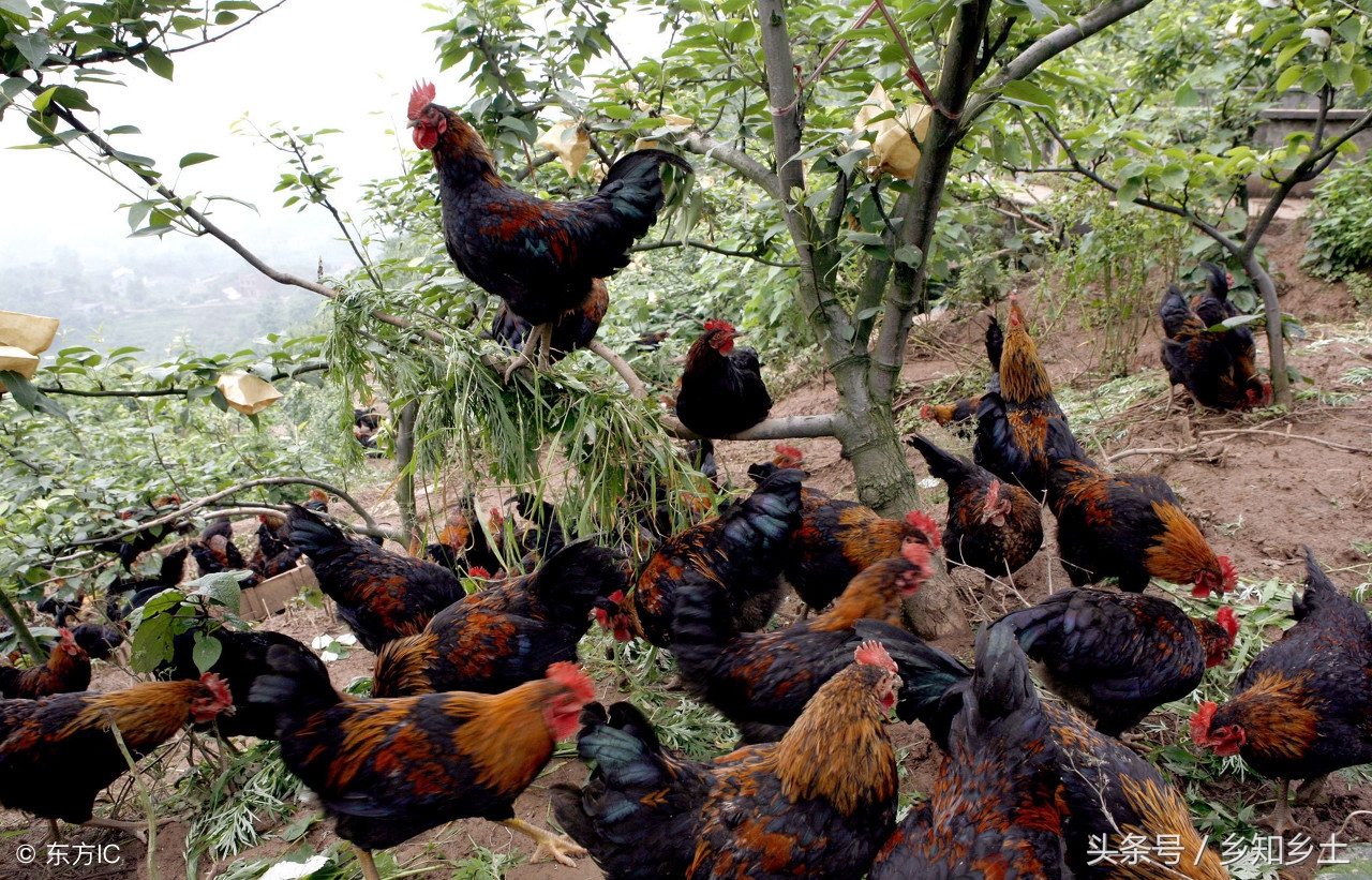 鸡感染禽流感怎么处理,散养鸡有禽流感怎么办