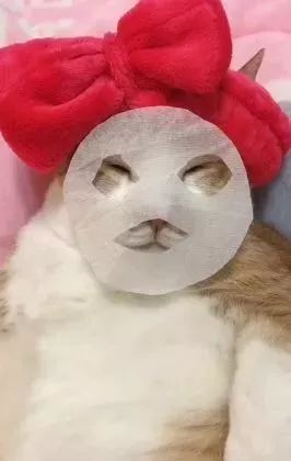 胖猫特别爱美，敷面膜的时候就像是一个小贵妇
