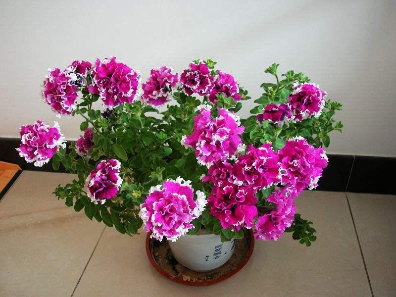 水果肥料养花,用水果皮发酵的花肥可以浇什么花