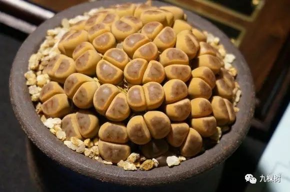 十大最贵玉露多肉品种,多肉最贵的品种有哪些