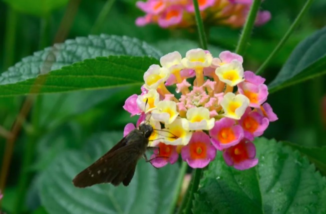 龟苗腐皮病最佳治疗方法,龟腐皮用什么药好得快