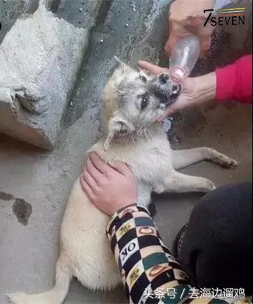 狗狗中毒灌水,狗狗中毒后只喝水