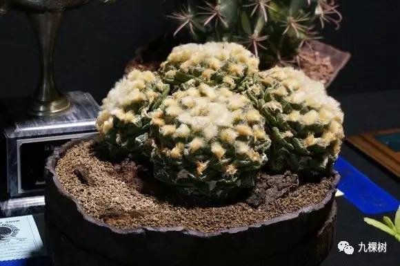 十大最贵玉露多肉品种,多肉最贵的品种有哪些