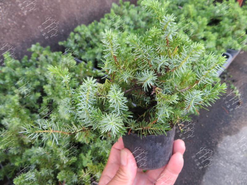 多大的真柏可以做舍利,迷你舍利崖柏