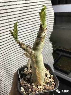 十大最贵玉露多肉品种,多肉最贵的品种有哪些