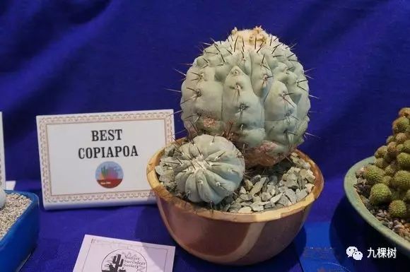 多肉万象最贵的品种,玉露多肉最贵多少钱一棵