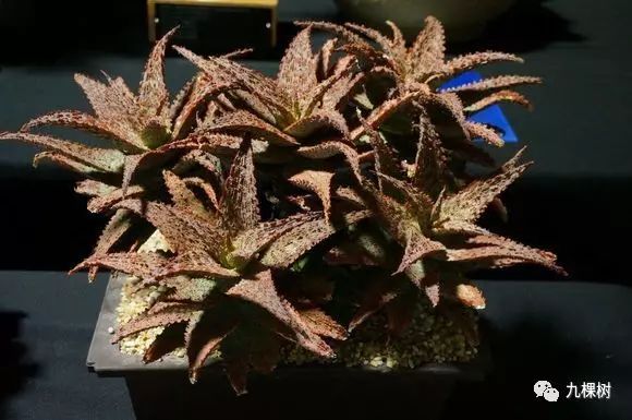 十大最贵玉露多肉品种,多肉最贵的品种有哪些