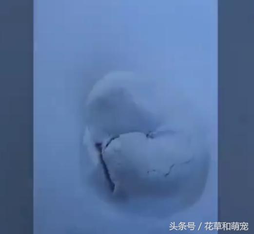 雪橇犬哈士奇在雪地玩,哈士奇照顾二哈睡觉