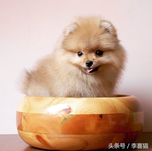 超级活泼的博美小奶狗,特别可爱的小奶狗博美