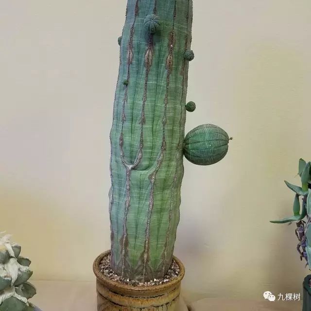 多肉万象最贵的品种,玉露多肉最贵多少钱一棵