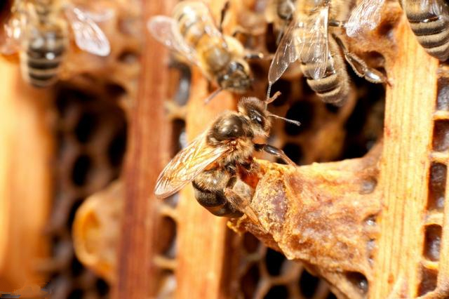 蜜蜂养殖怎么进行人工育王,蜜蜂养殖人工育王技术