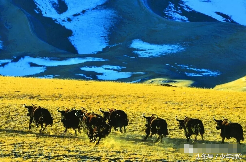 有2个浙江或6个台湾大,农民人均收入直逼上海,它就是*疆新**若羌县