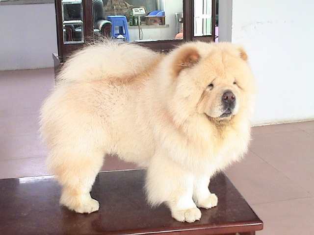 松狮犬为什么容易得皮肤病,松狮犬的皮肤病怎么治