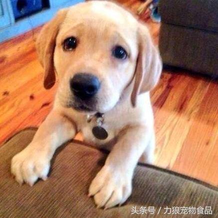 什么宠物店买狗靠谱,本地宠物店买狗靠谱吗