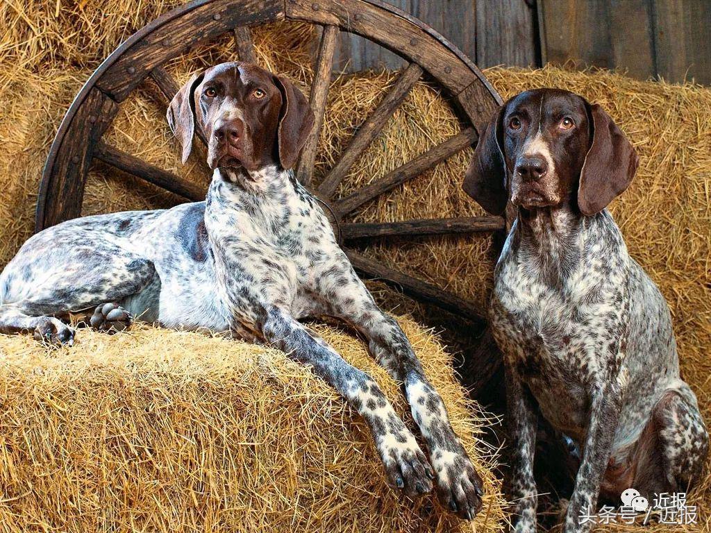 你没见过的“汪星人”都在这了！狗年就让它们来萌“化”你吧