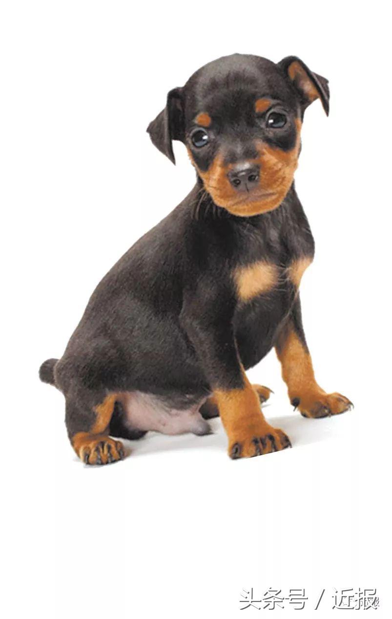 你没见过的“汪星人”都在这了！狗年就让它们来萌“化”你吧