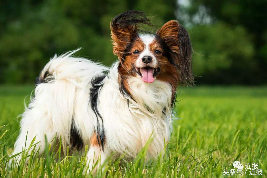 你没见过的萌宠,你没见过的宠物