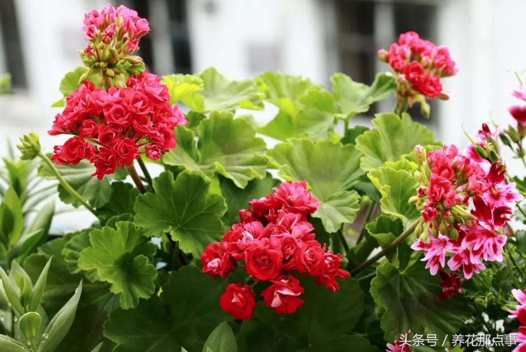 鍏ュ啲闃冲彴鑺辨捣,鍏ュ啲杩樿兘鐪嬪埌鑺辨捣