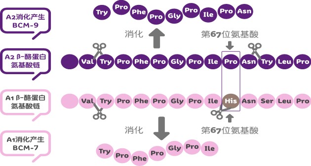 a2奶粉为什么会被罚款,a2奶粉罚款规定