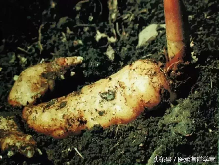 每天学习一点中药小知识,每日认识一味中药教学合集