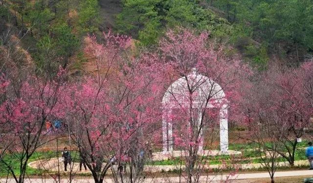 请到广东过大年2017,请到广东过大年采访