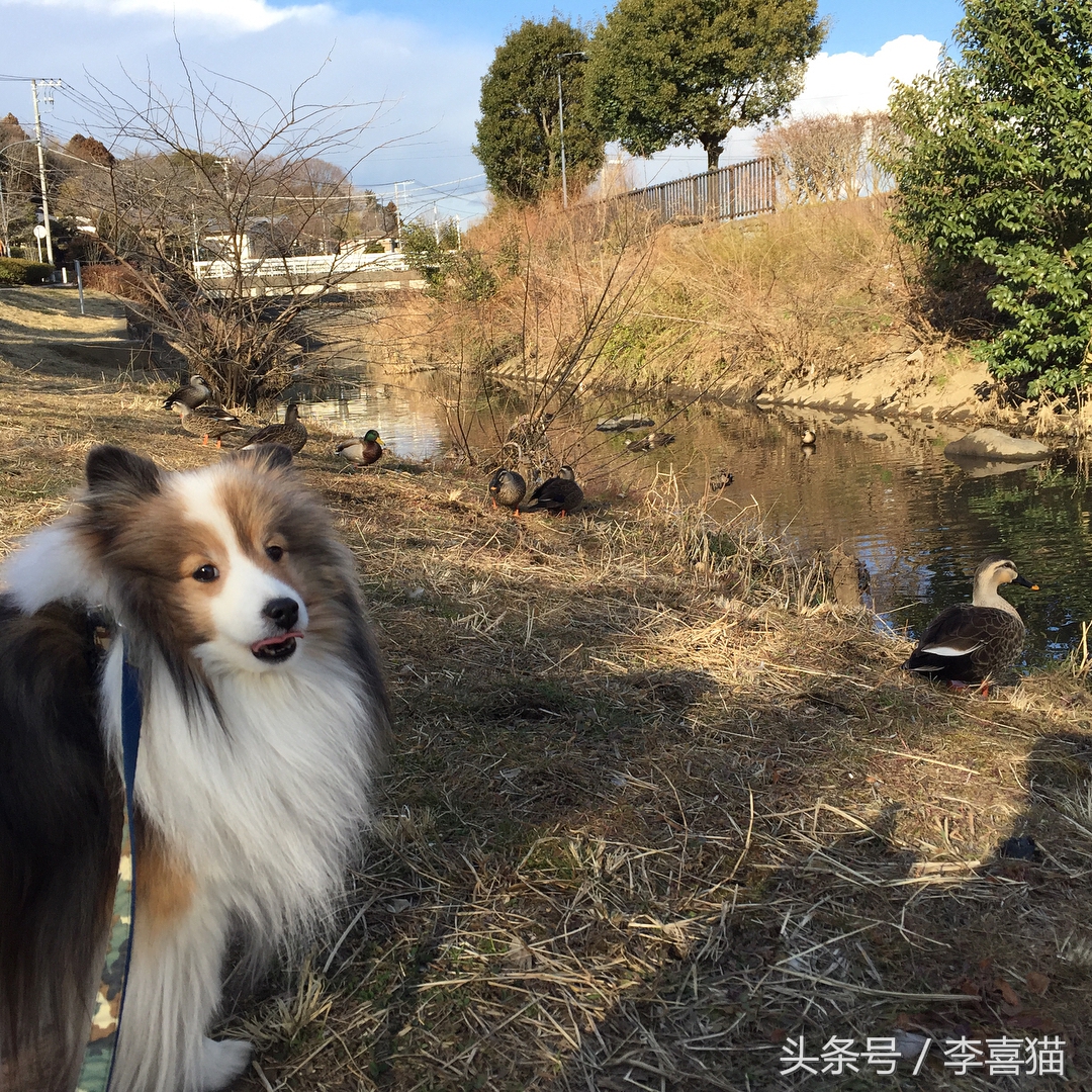 喜乐蒂牧羊犬黑色小时候,喜乐蒂牧羊犬是最聪明的狗吗