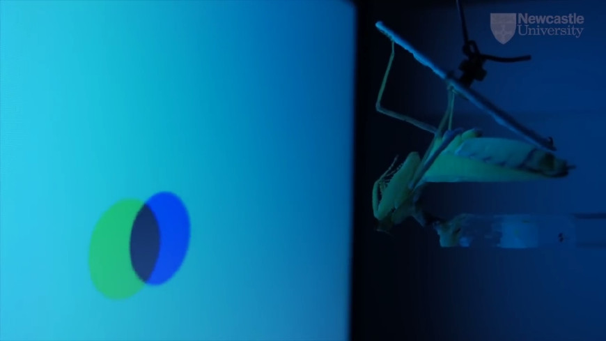 螳螂戴头盔对方能看到吗,螳螂戴上头盔的样子